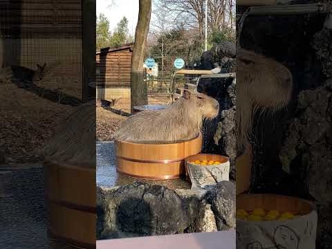 のんびりお湯に打たれるカピバラ(埼玉県こども動物自然公園) #shorts #capybara