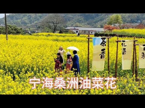 宁海游(1)   浙江宁海桑洲南岭村油菜花