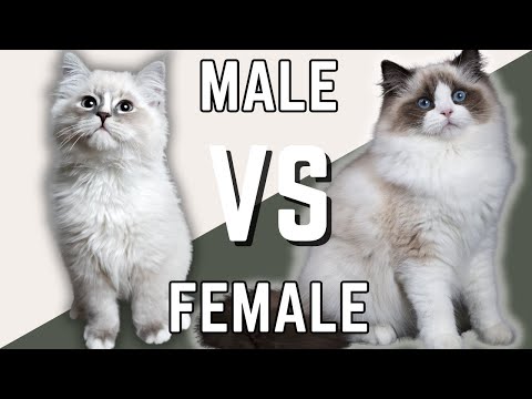 Male Ragdoll Cat Vs Female Ragdoll Cat