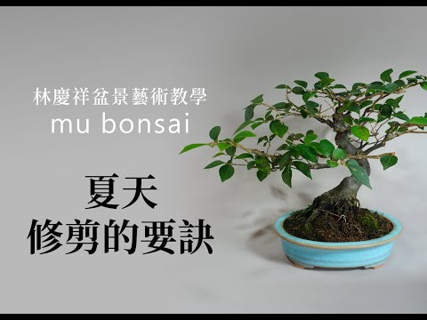 夏∣夏天修剪的要訣 齊敦果 土佐水木 ◤林慶祥盆景藝術教學◢ Bonsai in Taiwan