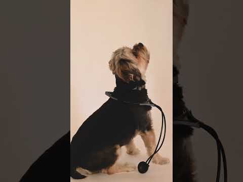 Dog dancing video | dog short video #shorts #dog #puppy