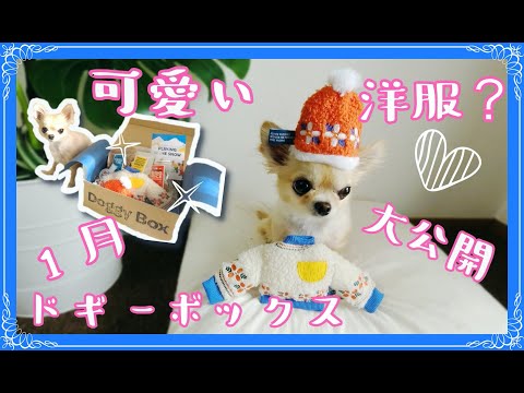 小さいチワワにぴったり🐶可愛い洋服❓❗️1月ドギーボックス🎁大公開📣〜Perfect for Chihuahua 🐶Cute clothes ❓ January Doggie Box ⭐️Open♫