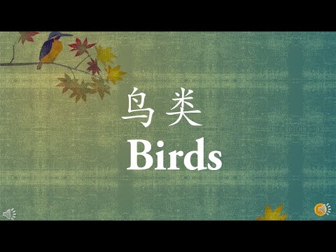 学前教育班科学  (鸟类)  SAINS PRASEKOLAH (JENIS-JENIS BURUNG)