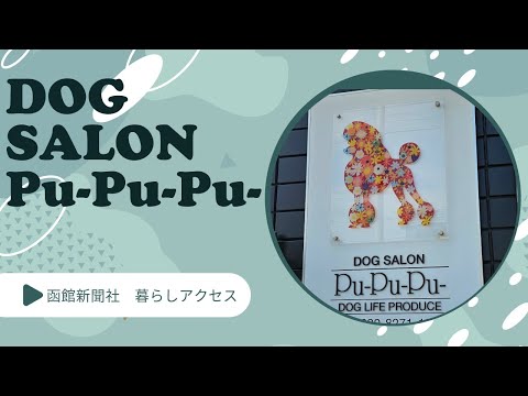 【函館　オープン】ペットショップ＆サロン「プープープー」移転し仔猫の販売もスタート