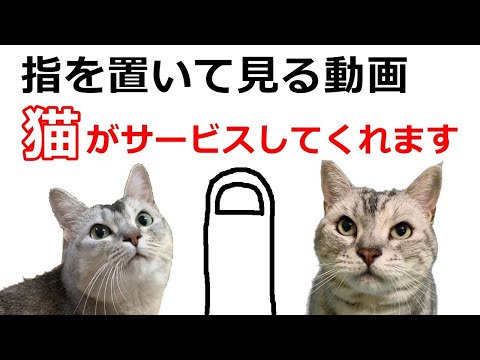 指を置くとYouTube越しに猫と触れ合える【猫カフェねこしまい】おしゃべりペット