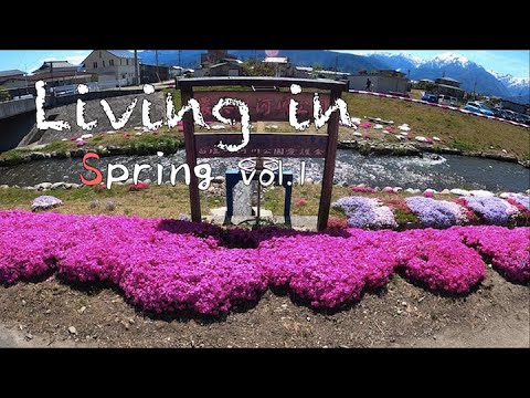 歩きたくなる！農具川沿いのシバザクラ（Living in Spring vol.1）