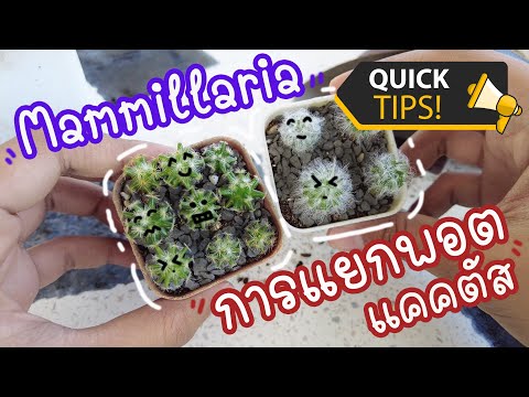 แคคตัสและกุหลาบหินที่รัก EP.1 : การแยกพอตแคคตัส #mammillaria แยกยังไงให้รอด!!