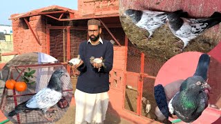 Jaal Dar Pair Or Bacho Ko Kariya Dali | Hashim Mahmood Pigeons