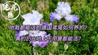 【开箱评测089】地栽都能活的德国鸢尾如何养护？真的扔在地上不用管都能活？Unboxing and repotting  German Iris.