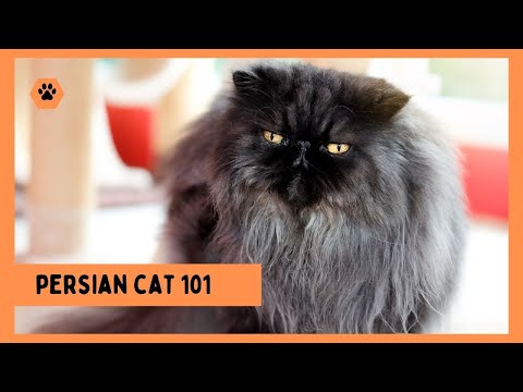 PERSIAN CATS  -  Everything You Need to Know About The Persian Cats