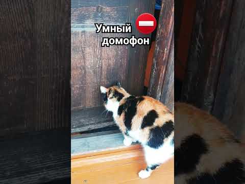 Умный домофон #забавныеживотные #юмор #позитив #длянастроения #котики