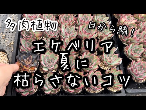 【多肉植物】なぜか今まで誰も言わなかった夏越しのコツ