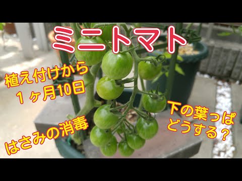 【家庭菜園ミニトマト】下葉かきとハサミの消毒🍅