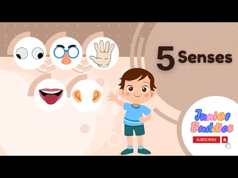 5 senses song for kids | Five Sense Organs For Kids | Preschool Learnings | Body Part Song For Kids