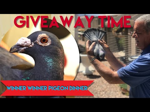 GIVEAWAY WINNER ANNOUNCEMENT!!! #pigeonracing #pigeonloft #vfloft