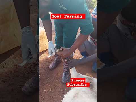 Hoof trimming is very important in Goat farming! #farming #goat #shorts