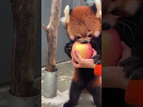 Lu's mom, how do you eat this apple, little panda Lulu?