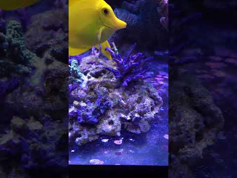 The best way to grow coral on the bottom of your reef tank