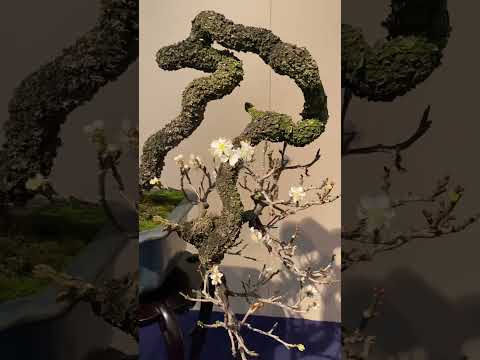 97th Kokufu Bonsai Exhibition. #bonsai #shorts #bonsaiexhibition #盆栽 #bonsaitree