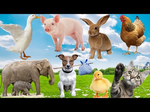 Funny animals, animal sounds: Dog, Sheep, Elephant, Lion, Chicken, Cat, Duck, Rabbit...