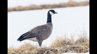 Late winter birds in Hokkaido 2022