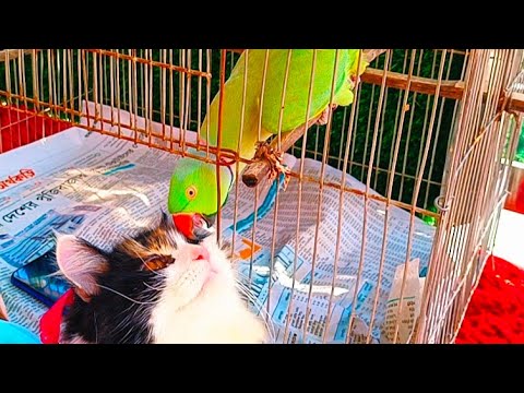 A deep friendship between cats and parrots!