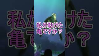 浦島「私が助けた亀ですか？」【タートルトーク】東京ディズニーシー#Shorts