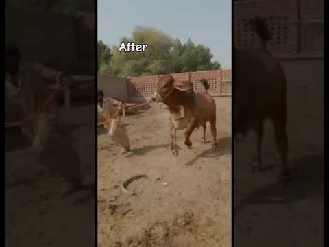 beautiful big bulls transformation, weight of big bull for qurbani, #bigbull #bull #weight #shorts