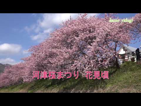 河津桜まつり 花見頃 2017年2月16日