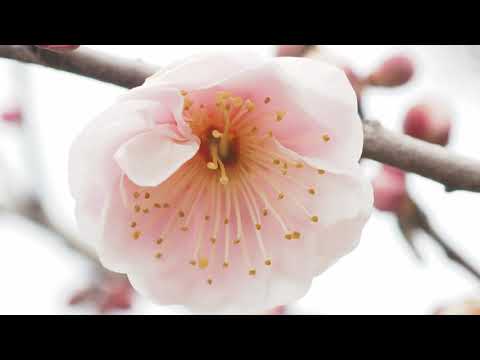 20200212富山県中央植物園