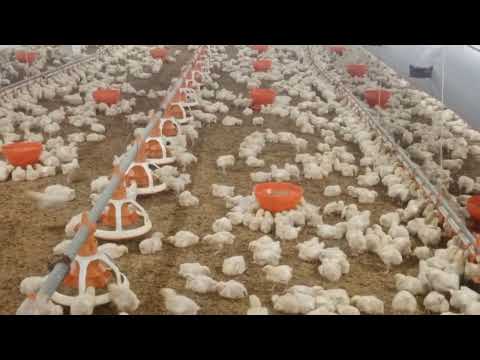 poultry farm broiler chicks 20000 vaccination in drinking water | vaccination and brooding in chicks