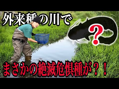 【衝撃】外来肉食魚が大量に住む川でガサガサしたらまさかの絶滅危惧種が？！？！【がさがさ】