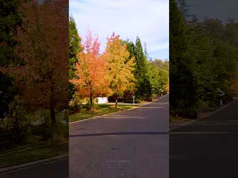 Beautiful Autumn Drive