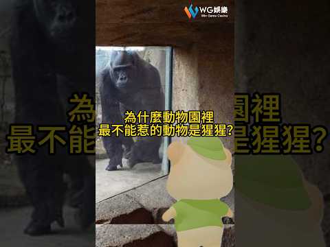 甚麼樣的動物不能惹?#WG娛樂 #冷笑話 #梗影 #短影片 #娛樂城  #wg娛樂 #冷笑話