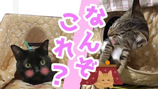 猫用こたつを愛猫に与えてみたら気持ち良すぎてすごいことになったw