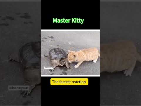 How fast can a cat react? #cat #kitty #cutecat