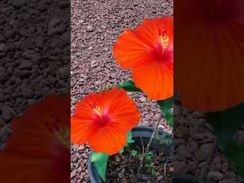 Hibiscus plant തണ്ടു മുറിച്ചു തൈകൾ# Kerala garden ideas #youtubeshorts #trendingshorts