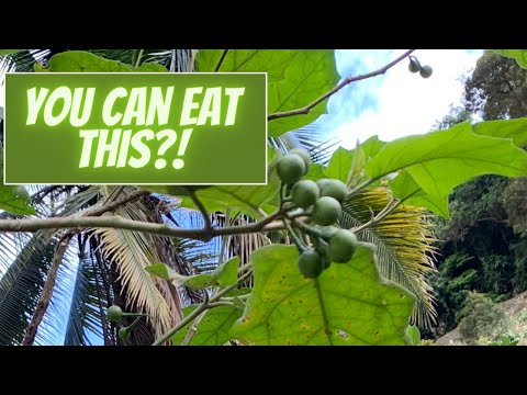 Backyard Plant You Didn’t Know You Could Eat - Turkey Berry Recipes (Terung Pipit)