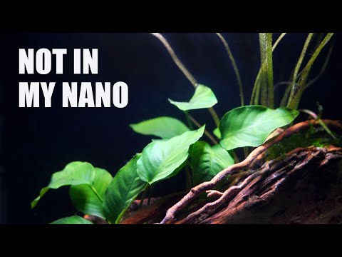 5 Things I Will NEVER Put In A Nano Aquarium Again