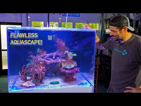 Tank Move PT 6 - Moving Everything into the Renovated Aquarium