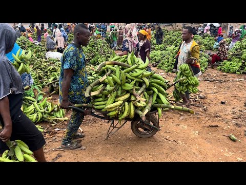 Large banana and plantain market in Owena ijesa, Osun State Nigeria