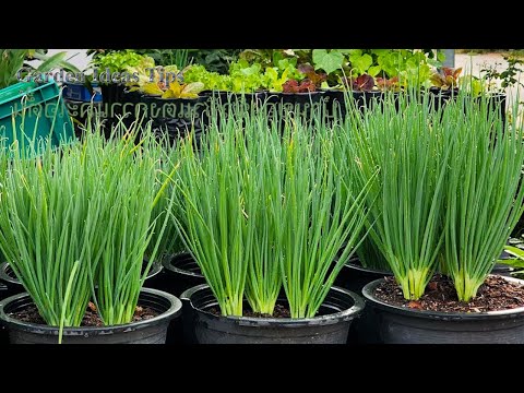 TOP 10 Methods Propagating Purple Onions on the Balcony for Beginners