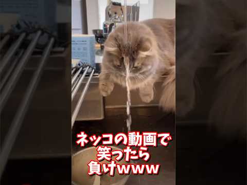 ネッコの動画で笑ったら寝ろｗｗｗ　#2ch #2ch動物スレ #2ch面白いスレ #動物 #犬 #猫 #癒やし #ねこ #2chほのぼの #ネコ