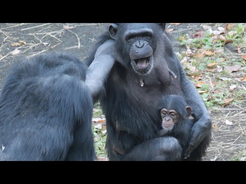 Call to go home　＆　Taro and Taro　Tama Zoo Chimpanzee 202412