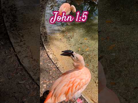 John 1:5 #Bibleverseofthedaykjv #Bibleverse #love #nature #Bibleverseoftheday #Truth #hope #animals