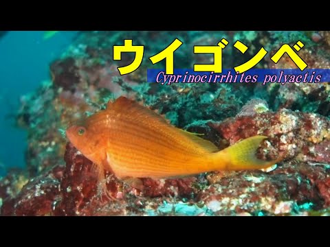 【 ウイゴンベ 】宇井縫蔵の宇井ゴンべ　Cyprinocirrhites polyactis