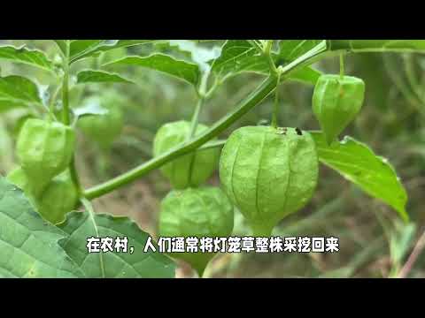 灯笼草药用：健康从大自然中获得