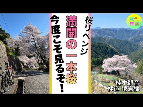 リベンジ一本桜　桂木観音　林道 猿岩線　八徳の一本桜　坂みち探訪番外編