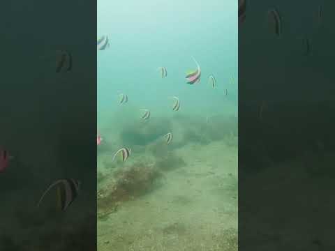 【神奈川 ダイビング ライセンス】県内の海でも南国みたいな雰囲気が出ています🎵カラフルな魚が20匹くらい見れていますよ🎵