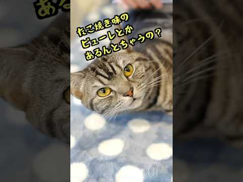 お土産を求める猫 #shorts #猫のいる暮らし #アフレコ